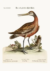 The Red-breasted Godwit, 1749-73